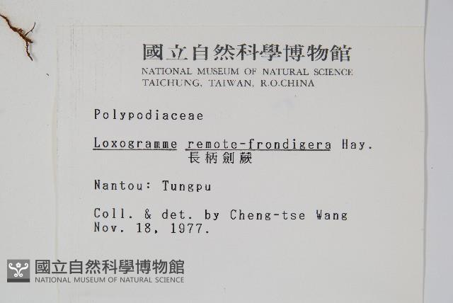 長柄劍蕨藏品圖，第2張