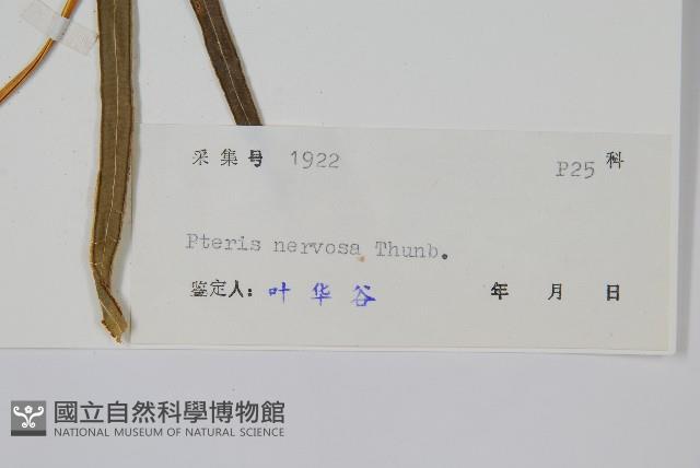 鳳尾蕨藏品圖，第2張