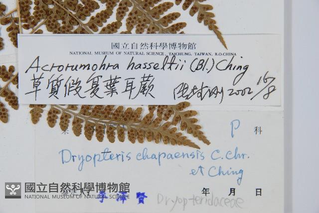 哈氏假複葉耳蕨藏品圖，第5張