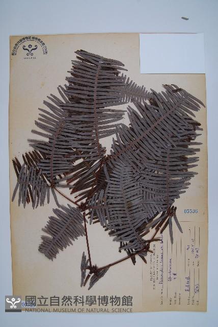 芒萁藏品圖，第1張