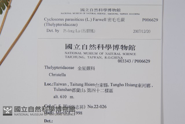 密毛毛蕨藏品圖，第2張