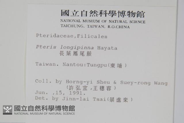 長葉鳳尾蕨藏品圖，第2張