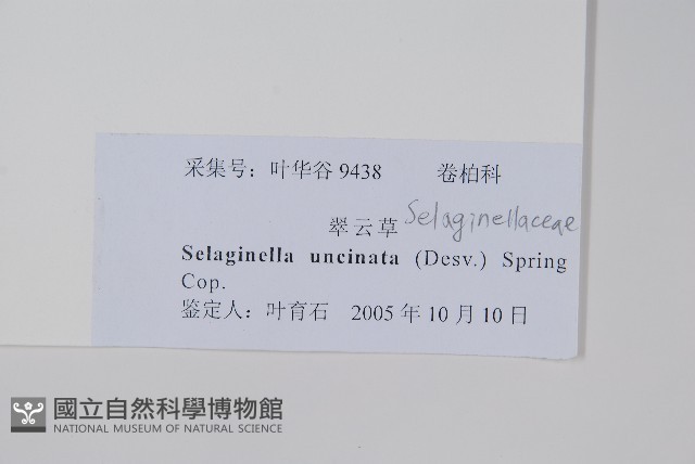 翠雲草、藍草藏品圖，第2張