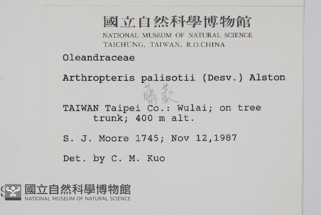 藤蕨藏品圖，第2張