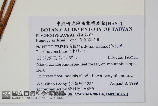 倒葉瘤足蕨藏品圖，第2張