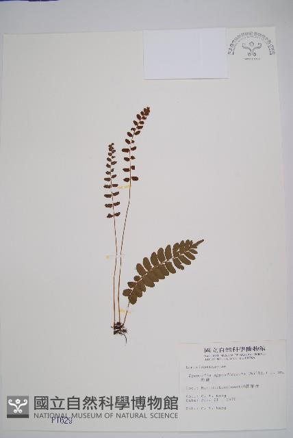 刺蕨藏品圖，第1張