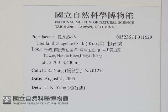 深山粉背蕨藏品圖，第2張