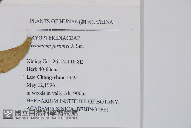 貫眾蕨藏品圖，第2張