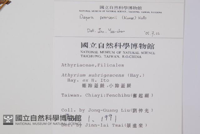 假蹄蓋蕨、東洋蹄蓋蕨藏品圖，第2張