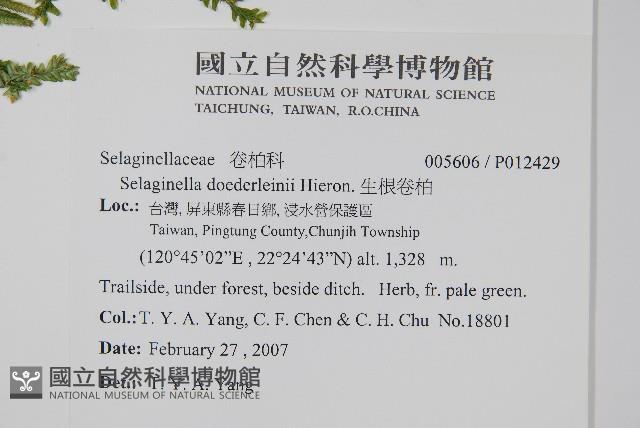 生根卷柏藏品圖，第2張