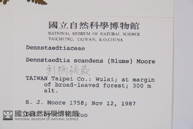 刺柄碗蕨藏品圖，第2張