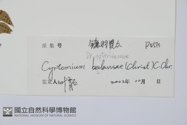 鐮羽貫眾藏品圖，第2張