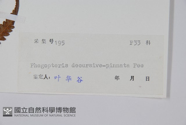 翅軸假金星蕨、短柄卵果蕨藏品圖，第2張