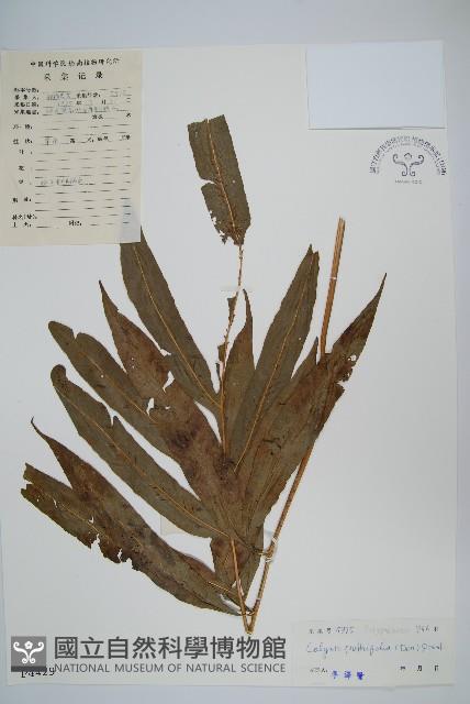 大線蕨藏品圖，第1張