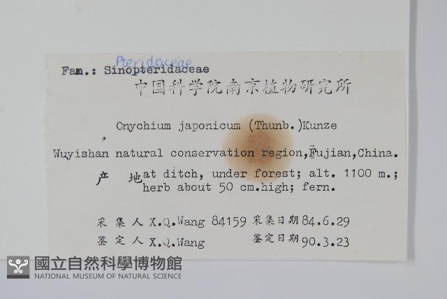 日本金粉蕨藏品圖，第2張