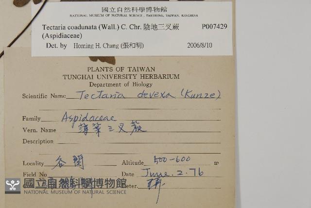 陰地三叉蕨藏品圖，第2張