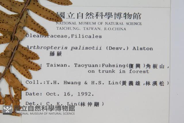 藤蕨藏品圖，第2張