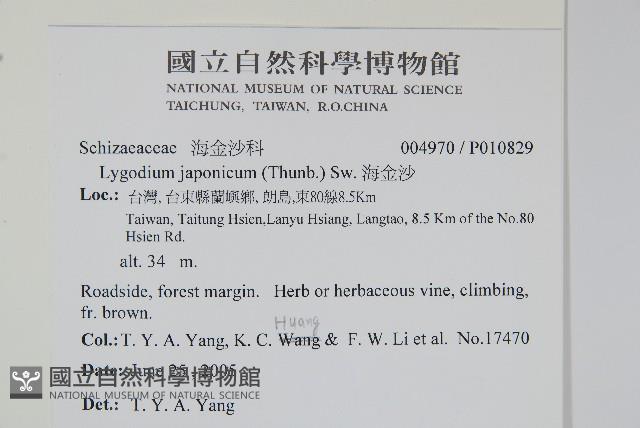 海金沙藏品圖，第2張