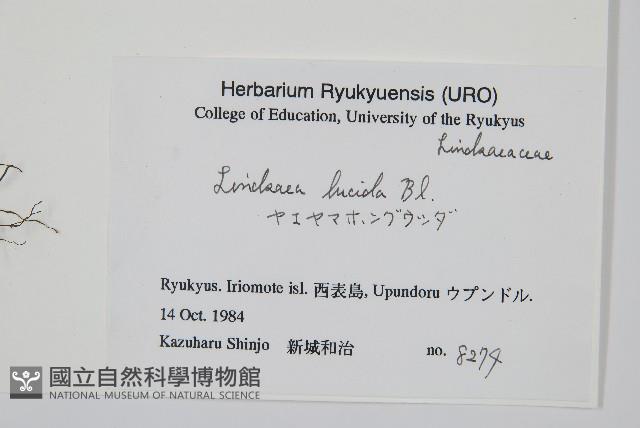 方柄鱗始蕨藏品圖，第2張