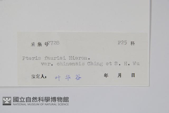 中華鳳尾蕨藏品圖，第2張