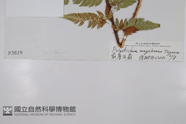 前原耳蕨藏品圖，第2張