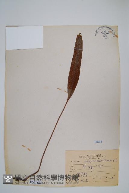 石葦藏品圖，第1張