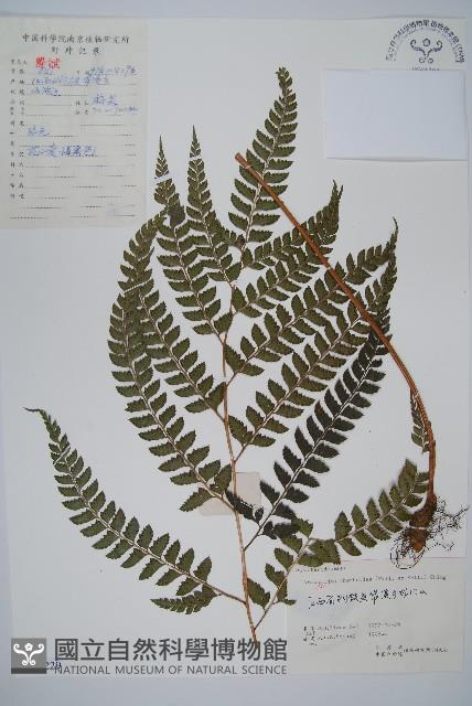 斜方複葉耳蕨藏品圖，第1張