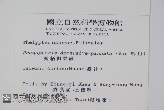 翅軸假金星蕨、短柄卵果蕨藏品圖，第2張