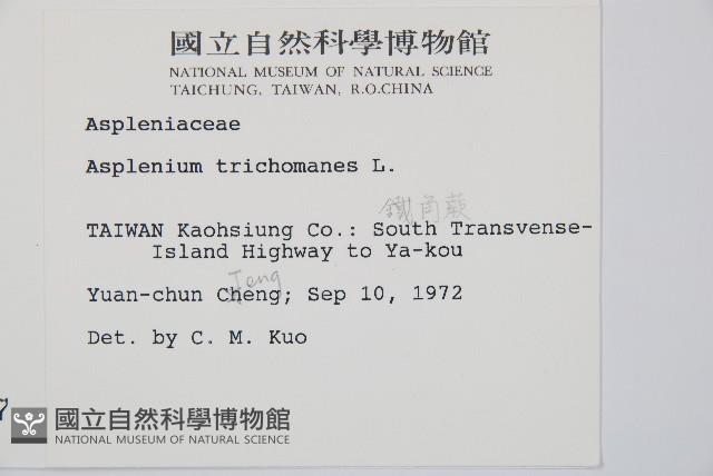 鐵角蕨藏品圖，第2張