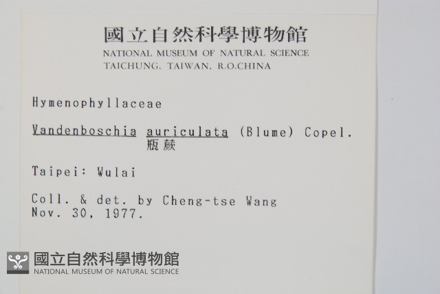 瓶蕨藏品圖，第2張