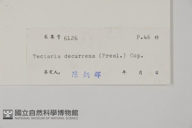 翅柄三叉蕨藏品圖，第2張