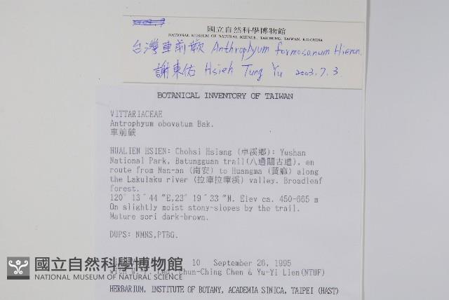 臺灣車前蕨藏品圖，第2張