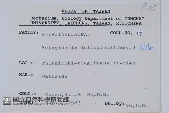 全緣卷柏藏品圖，第2張