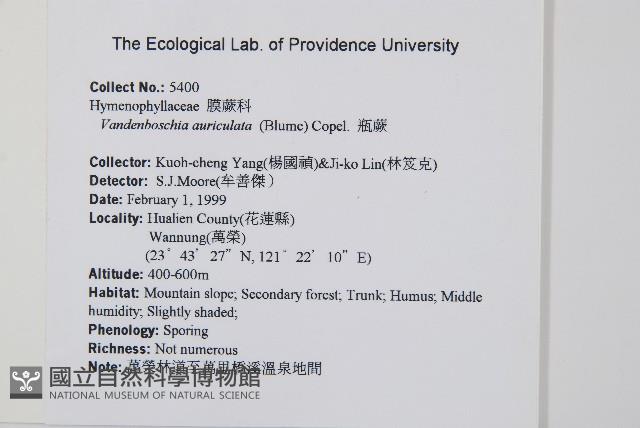瓶蕨藏品圖，第2張