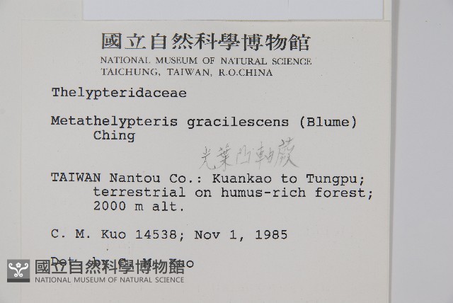 光葉凸軸蕨藏品圖，第2張