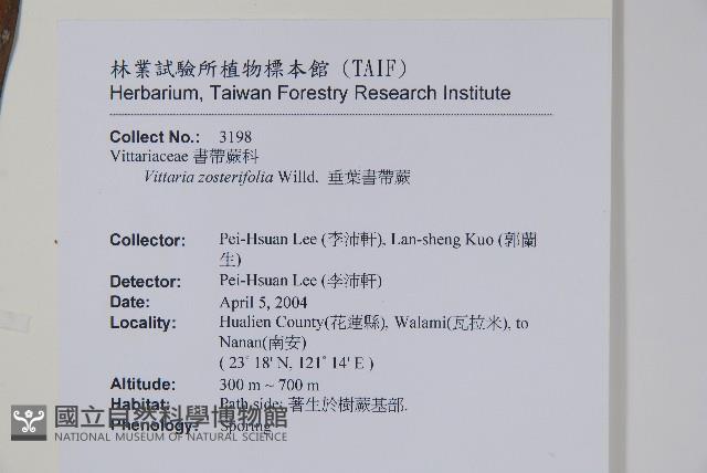 垂葉書帶蕨藏品圖，第2張