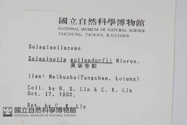 異葉卷柏藏品圖，第2張