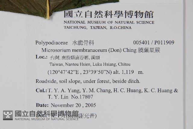 膜葉星蕨藏品圖，第2張