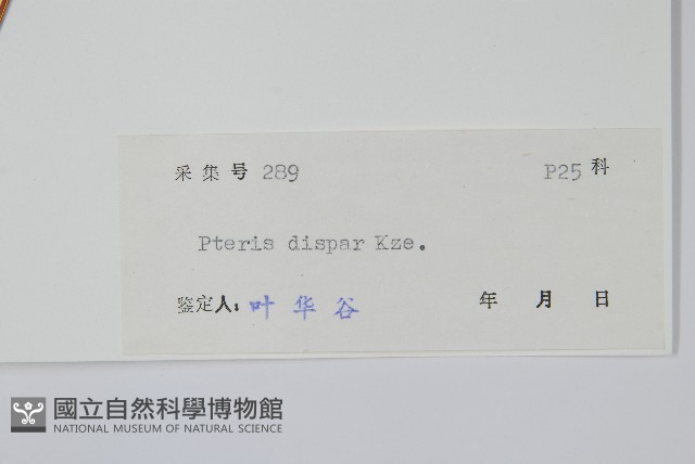 天草鳳尾蕨藏品圖，第2張