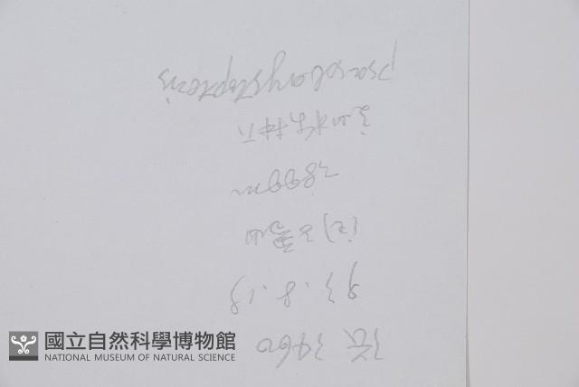 登錄號:P003909藏品圖，第2張