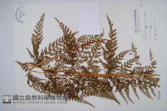 烏蕨藏品圖，第1張