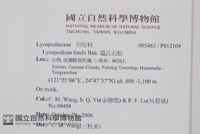 福氏石松藏品圖，第2張