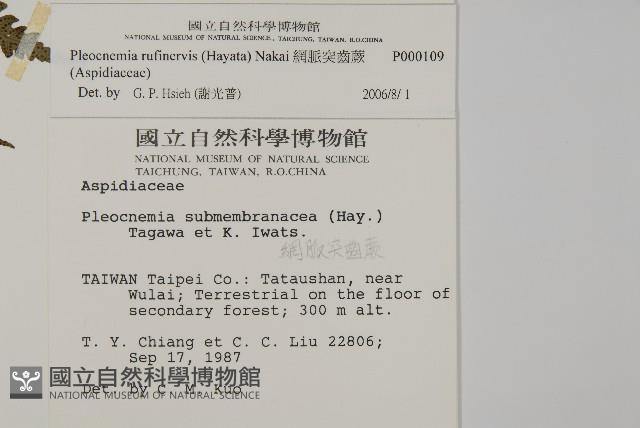 網脈突齒蕨藏品圖，第2張