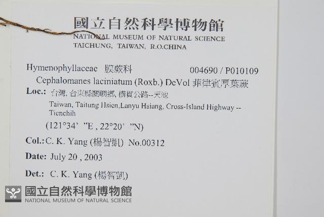 菲律賓厚葉蕨藏品圖，第2張