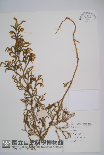 過山龍藏品圖，第1張