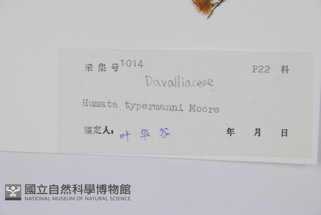 圓蓋陰石蕨藏品圖，第2張