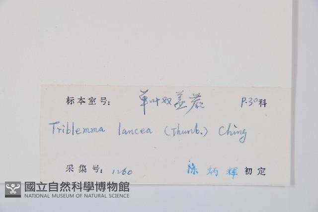 單葉雙蓋蕨藏品圖，第2張