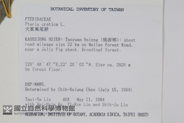 大葉鳳尾蕨藏品圖，第2張