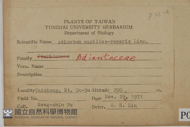 鐵線蕨藏品圖，第2張