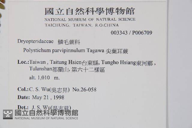 尖葉耳蕨藏品圖，第2張